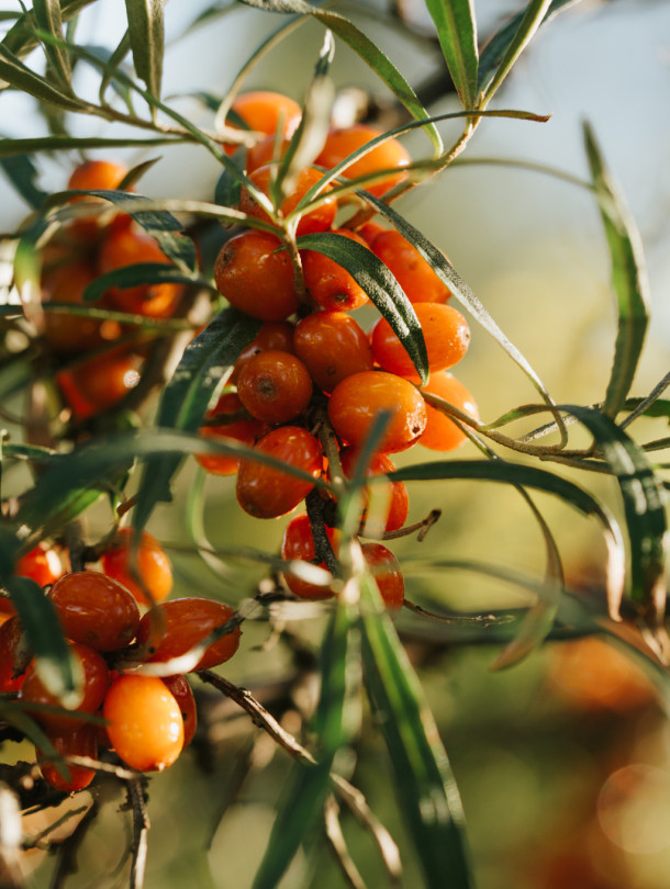 СПЕЦИАЛЬНОЕ ПРЕДЛОЖЕНИЕ / Оздоровительный курс