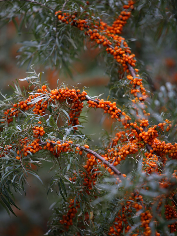 ZELT Premium sea buckthorn juice. We now offer Worldwide Delivery! 