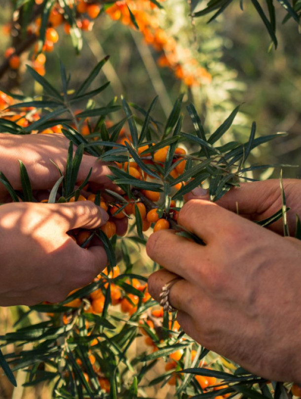 Урожайный набор 6 х 250 мл