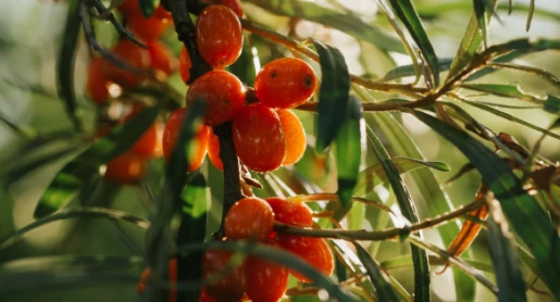 SEA BUCKTHORN RAW MATERIALS